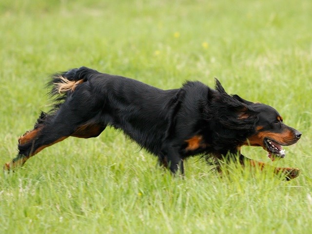 Gordon Setter thumbnail
